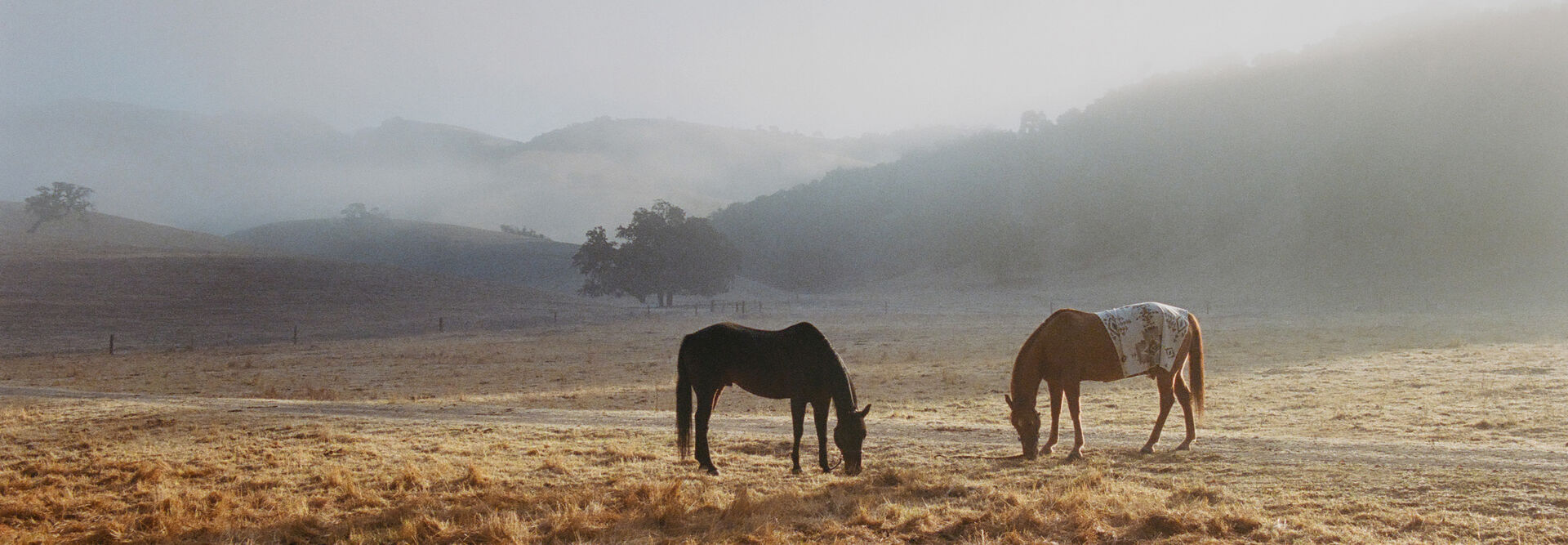 horses in a field with mountains