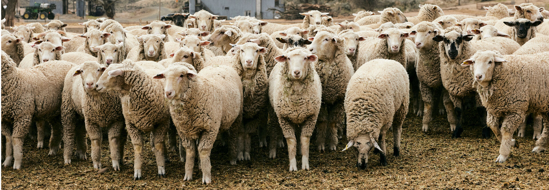 sheep