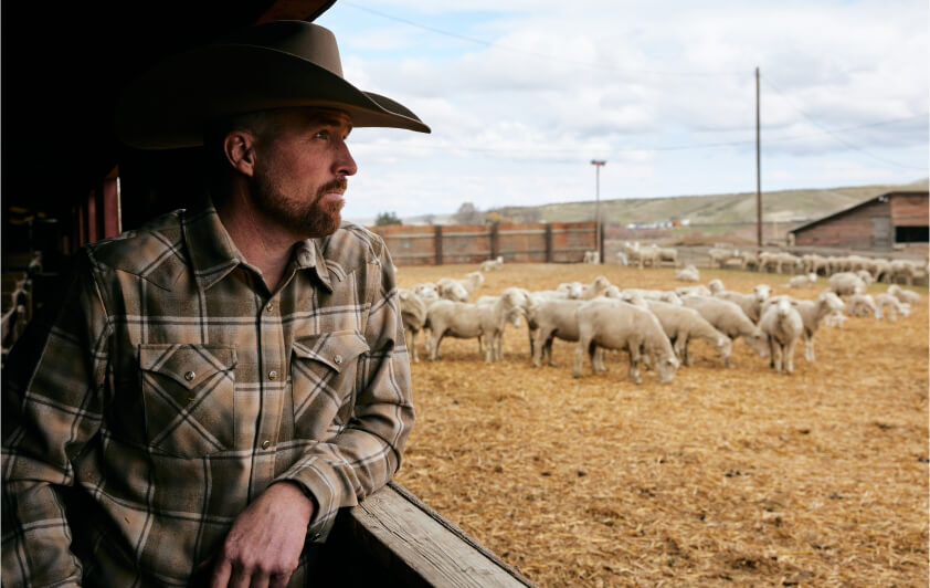 Man standing in barn look at flock of sheep
