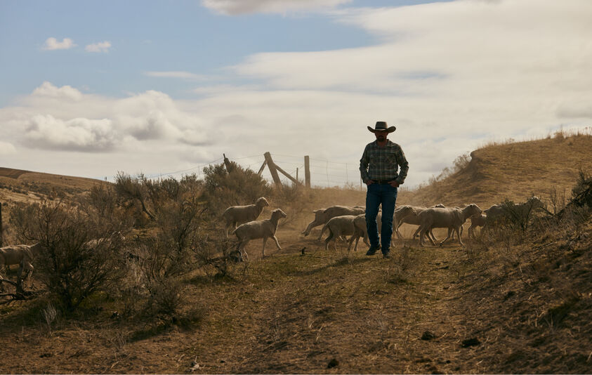 Farmer and sheep 