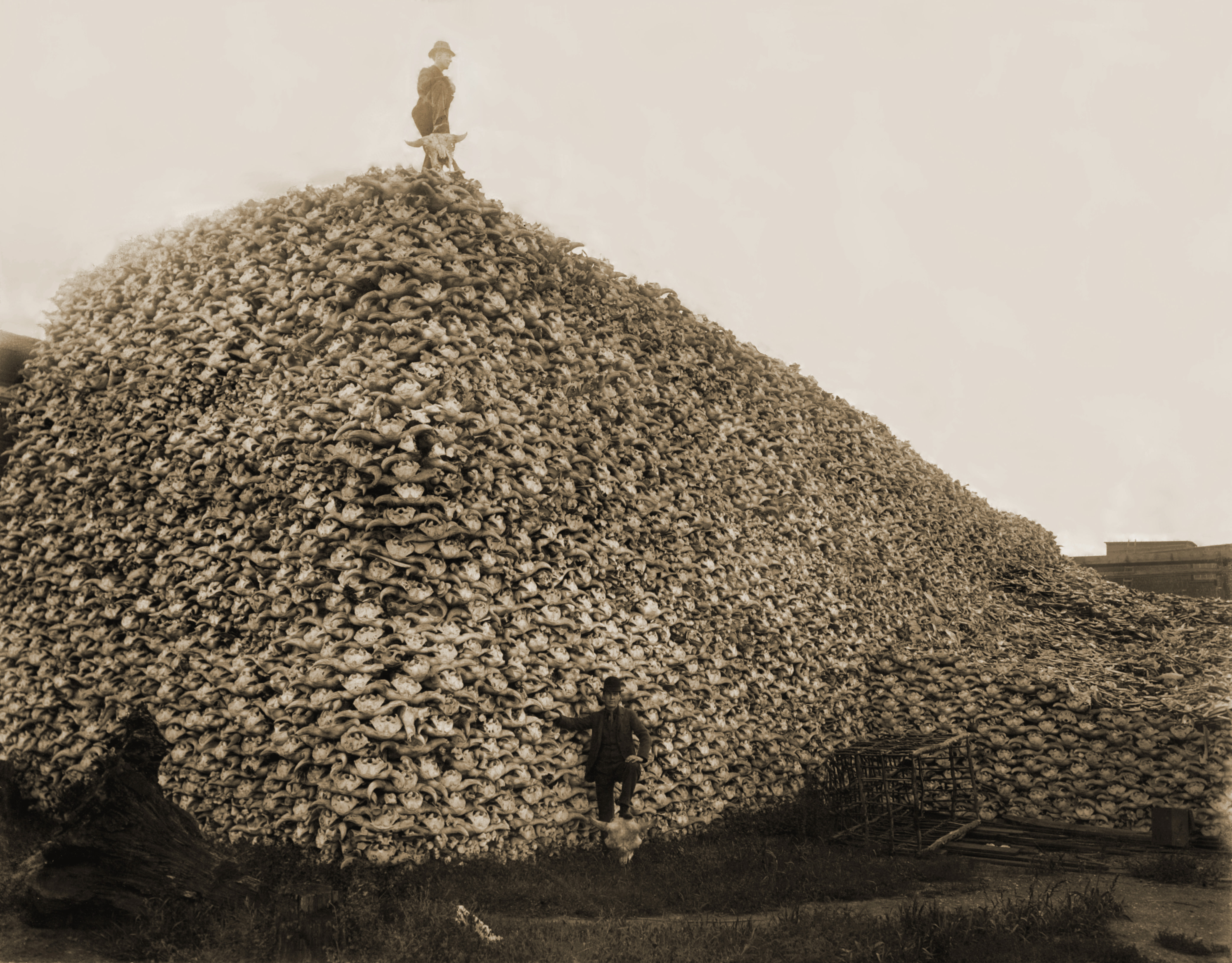 Historical photo of an unthinkably high pile of bison skulls.
