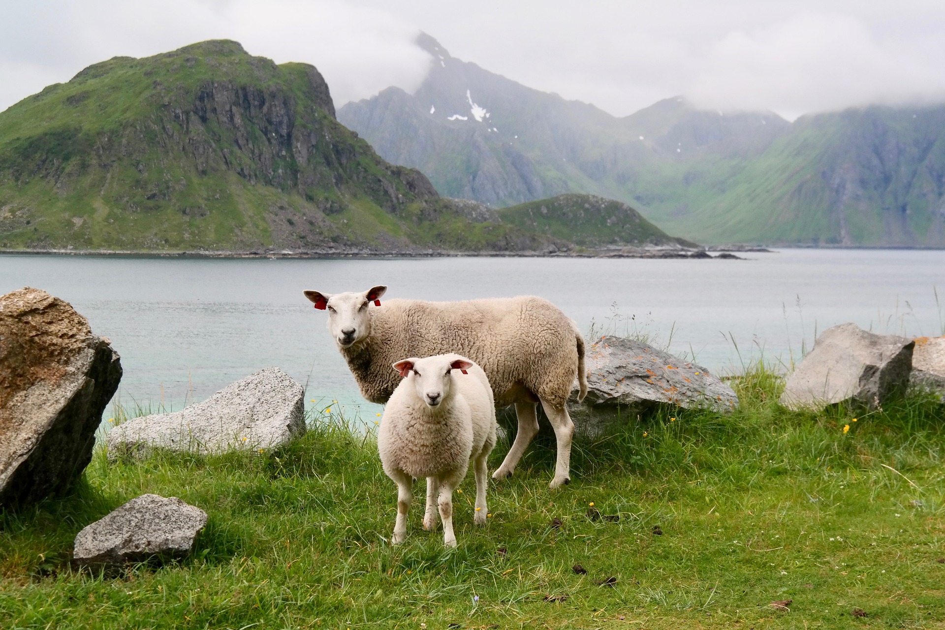 A mother sheep and lamb stand in the grass by a bay.