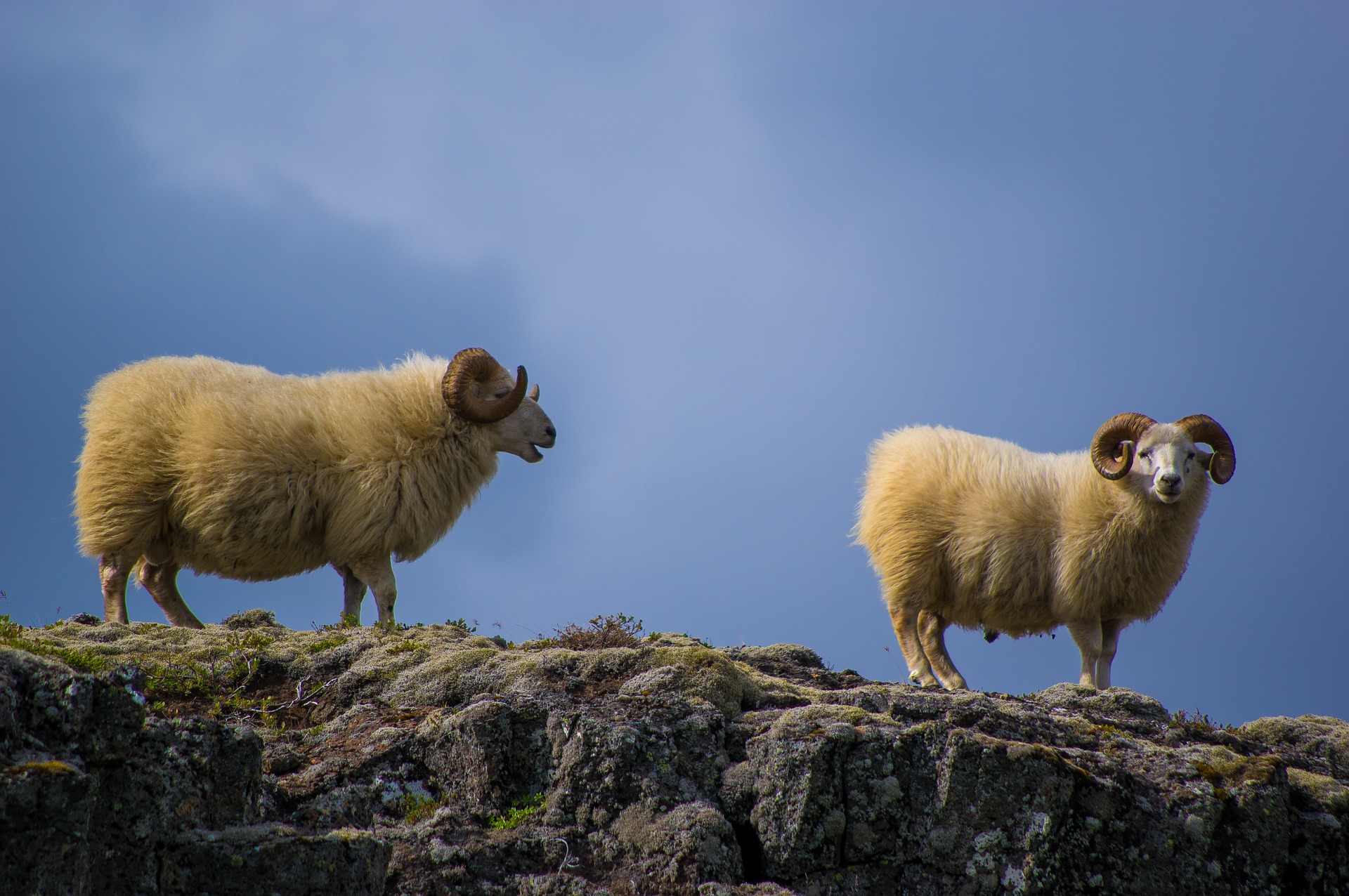 Two sheep with curly horns stand on a rocky slope against a bright sky.