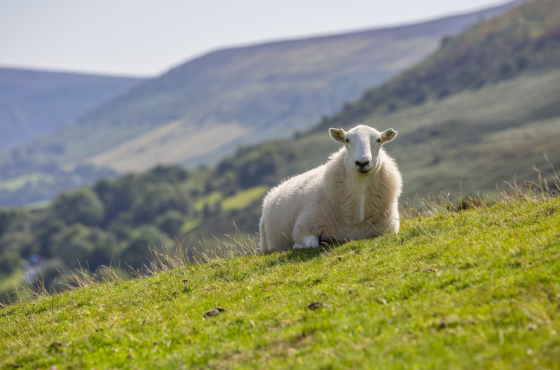 A sheep rests on a hillside.